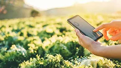 Hands holding a smartphone over leafy green crops, with a finger touching the screen in warm, golden sunlight.